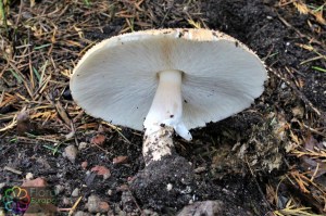 Lepiota aspera (6) (1000 x 667)4.jpg_product_product_product_product